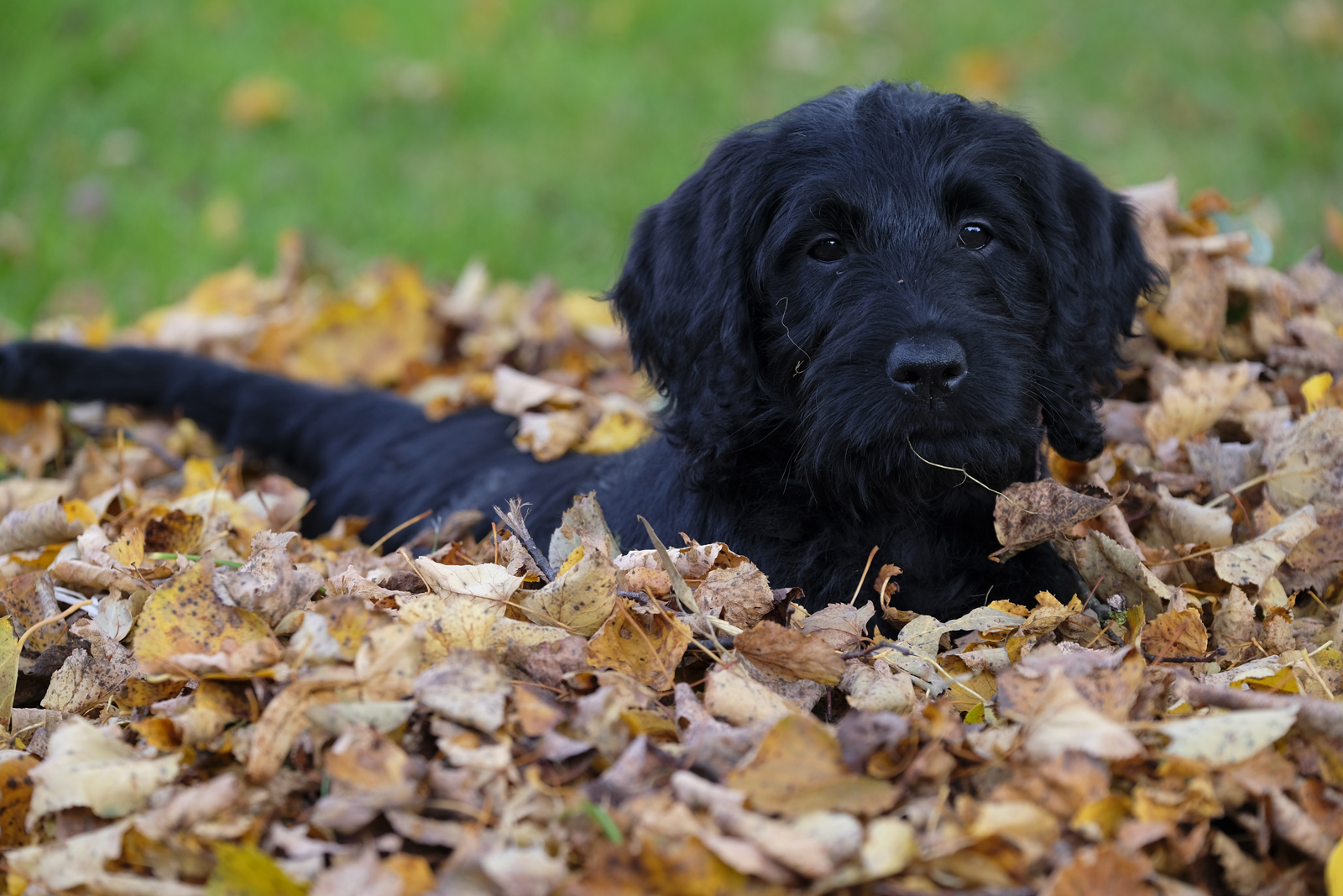 A Labradoodle laying in a pile of dead leaves