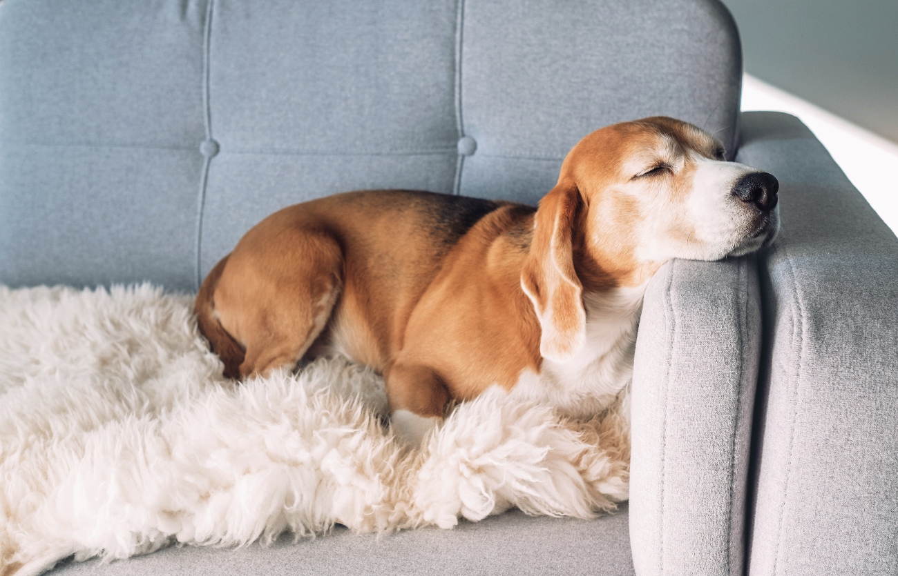 Dog sleeping on a sofa