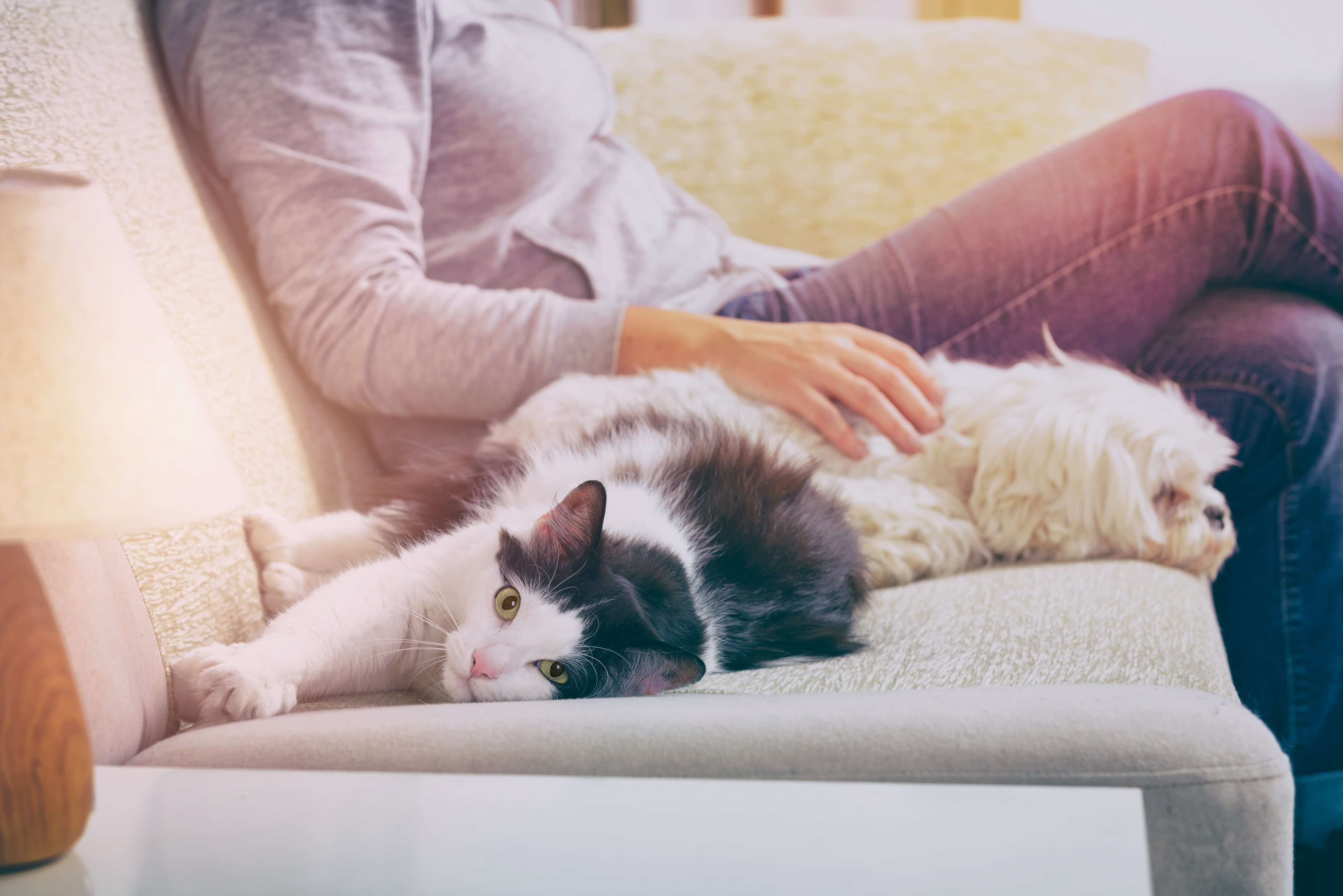 A dog and a cat laying on a sofa next to their owner