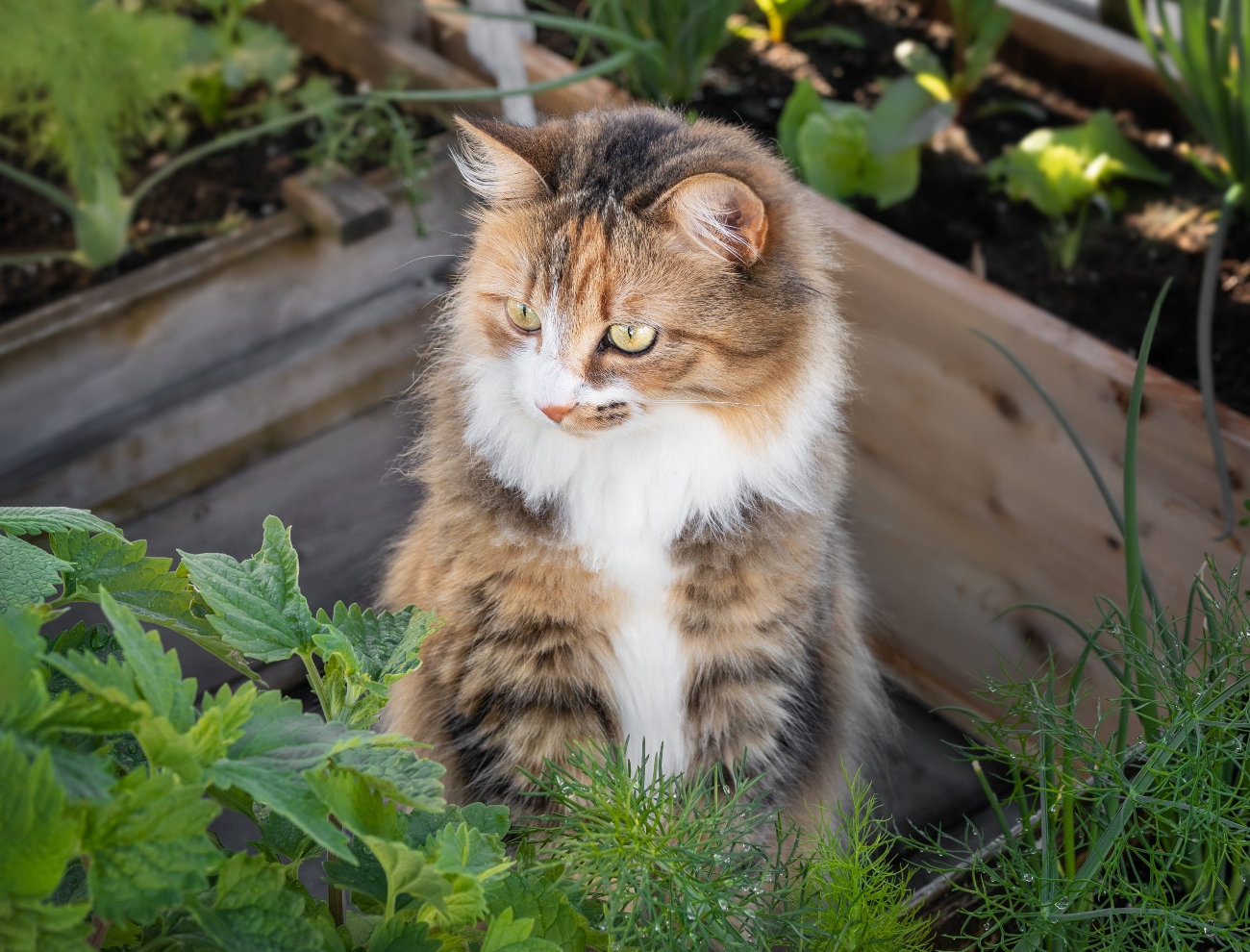 cat sat in the garden
