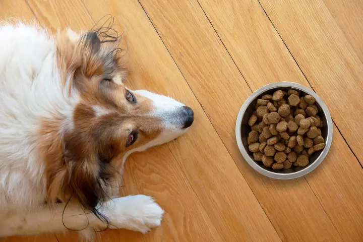 dog laying next to bowl of food