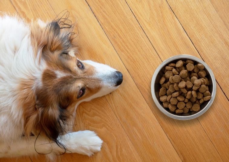 Rough Collie dog lying in front of a bowl of dog biscuits