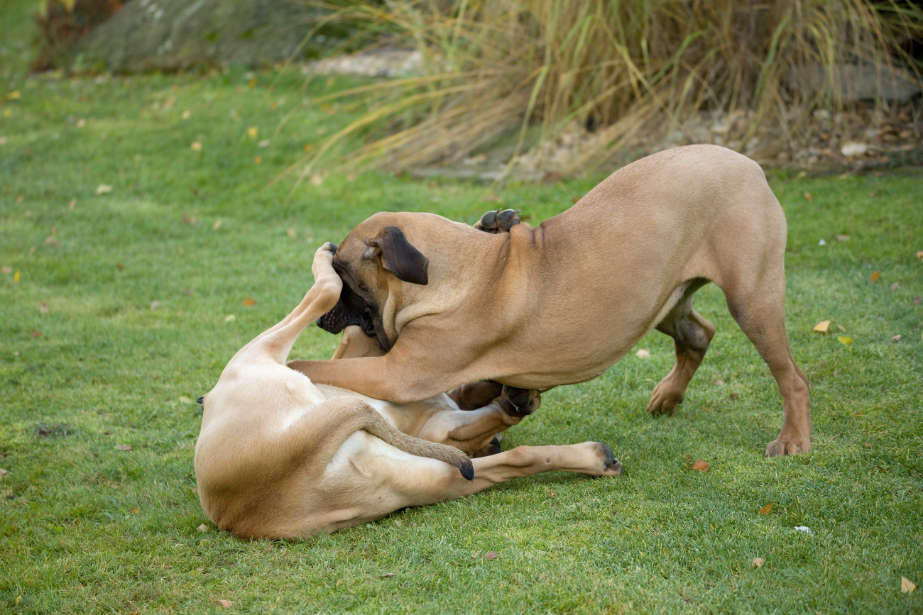 2 dogs playing together