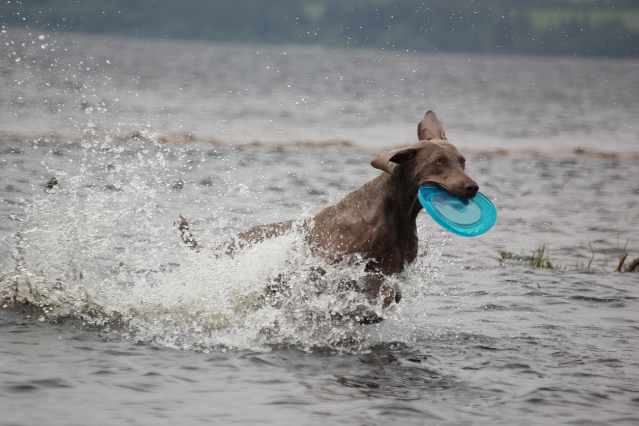 A Weimaraner running out of a lake with a Frisbee in its mouth