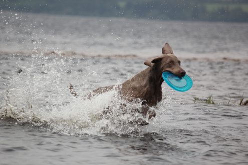 A dog running through a shallow part of an open water lake with a frisbee in its mouth