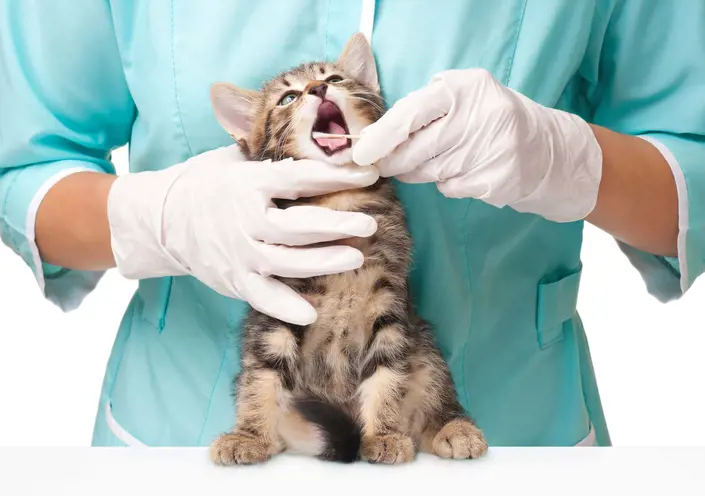 a vet cleaning a cat's teeth