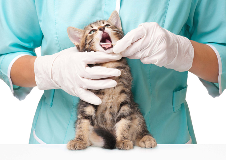 a vet cleaning a cat's teeth
