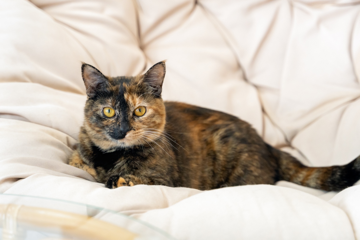 tabby cat laying on blanket