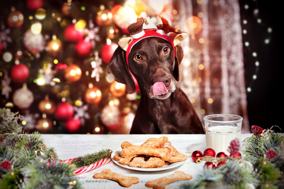 Christmas Dog