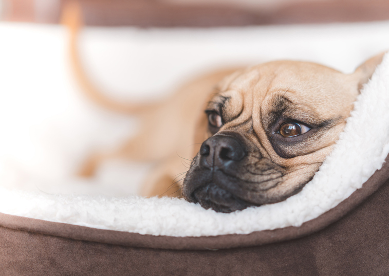 An anxious looking dog laying in its bed