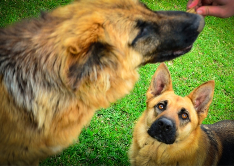 Two German Shepherds side by side, one being fed and one looking jealous