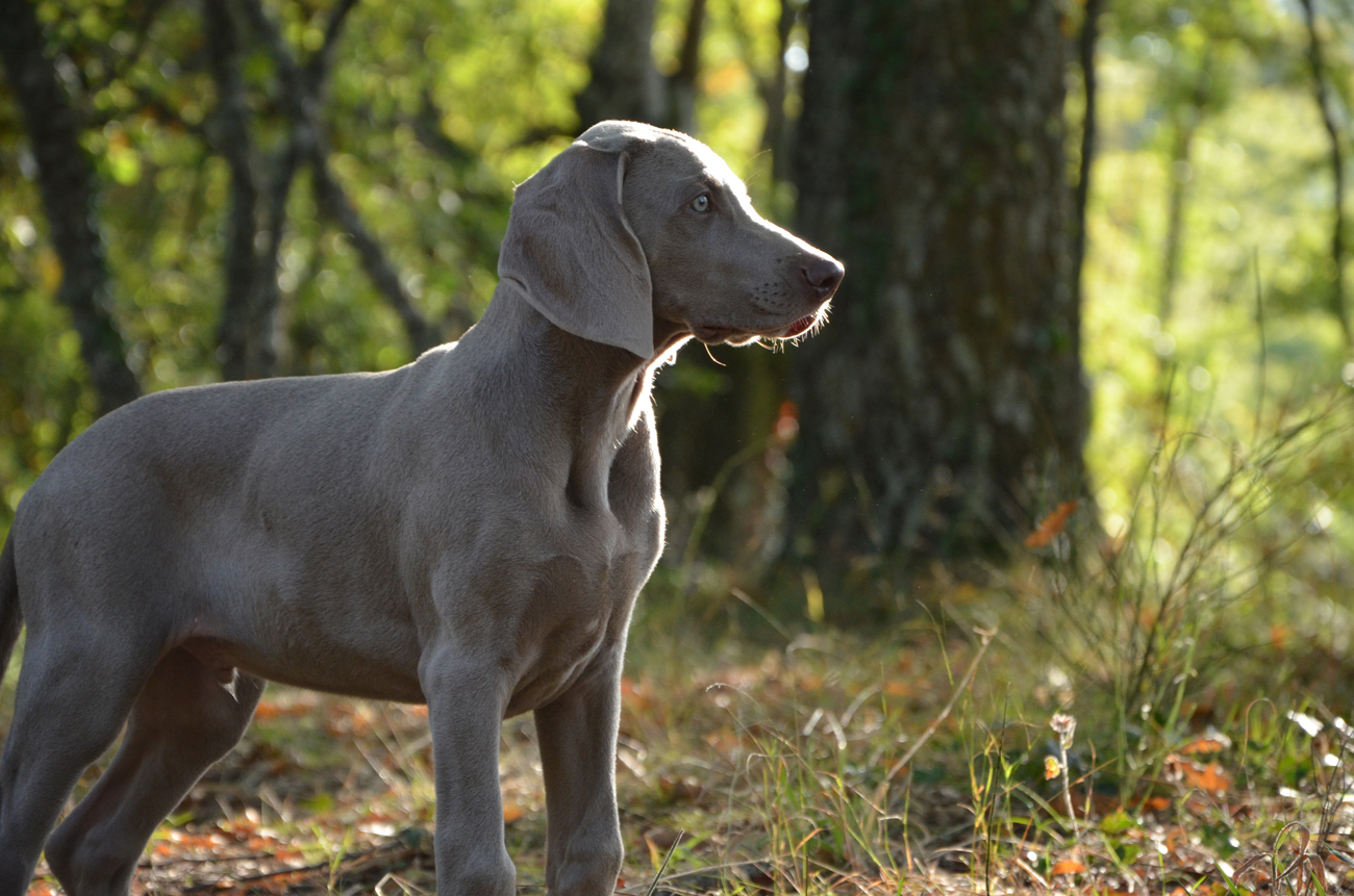 A Weimaraner poised out on a walk