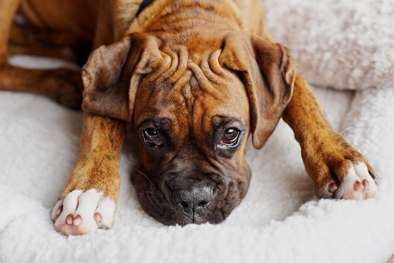 a boxer puppy chewing a bone
