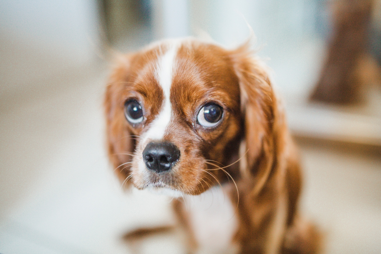 King charles spaniel