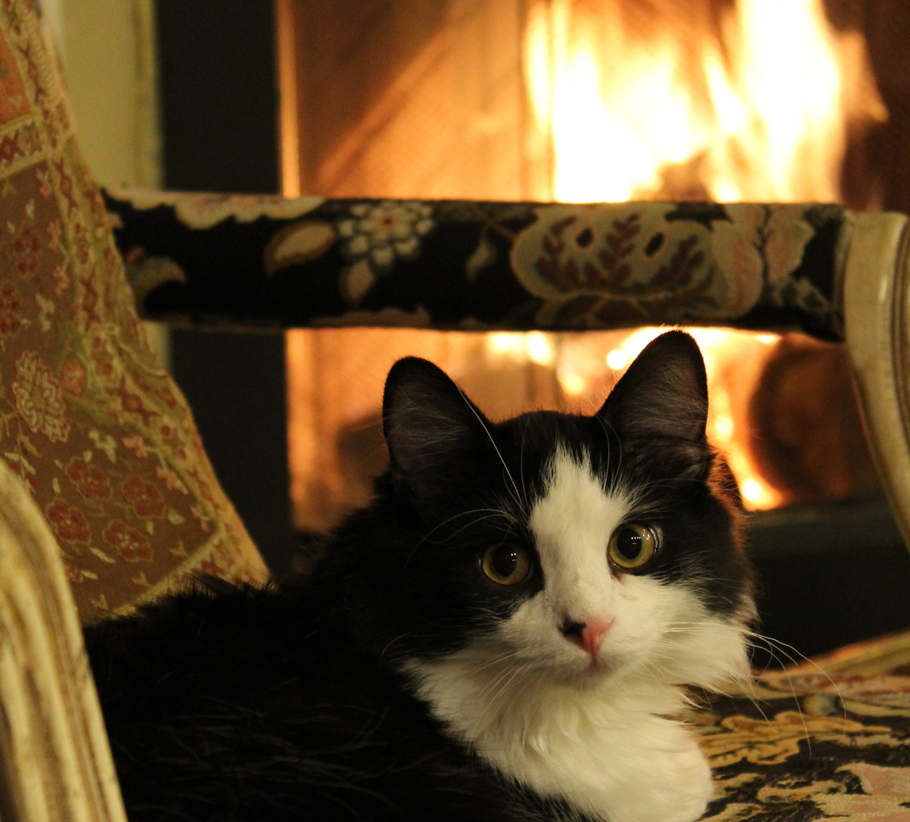 A cat laying on a chair with an open fire in a fireplace behind