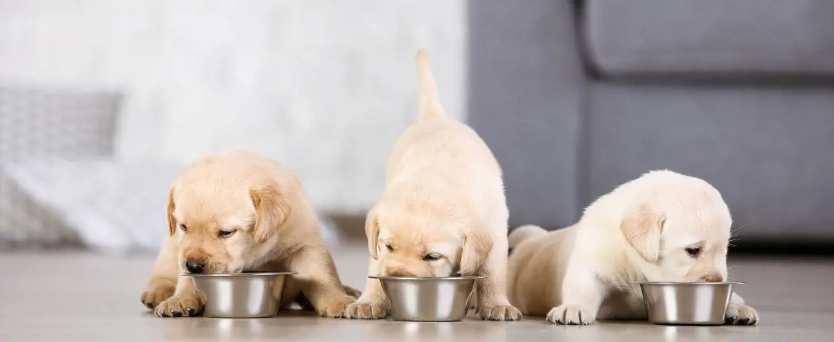 3 labrador pups eating