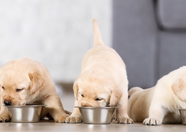 Three Labrador puppies eating from bowls
