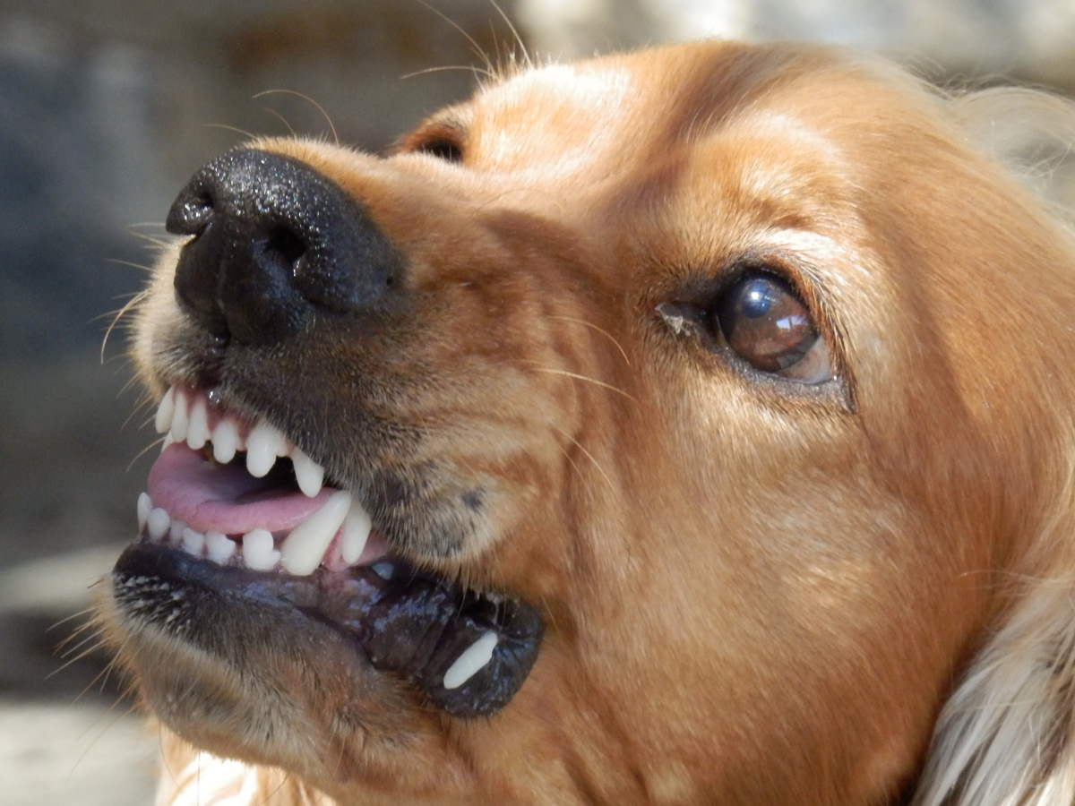A snarling dog showing its teeth