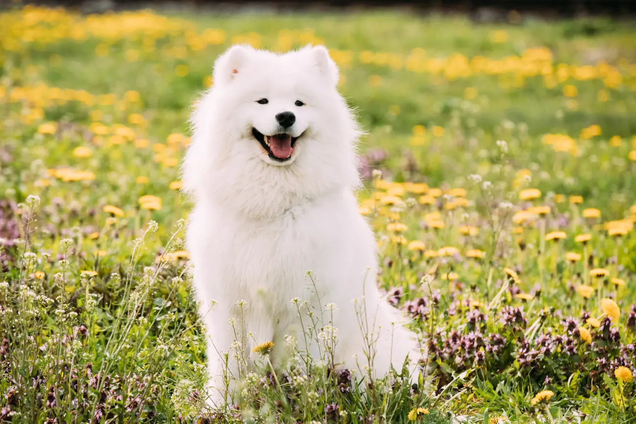 White Samoyed Smiling