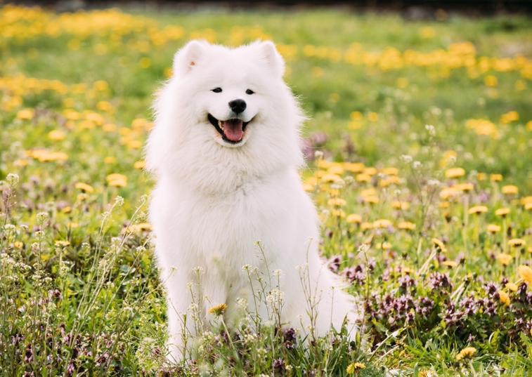 White Samoyed Smiling