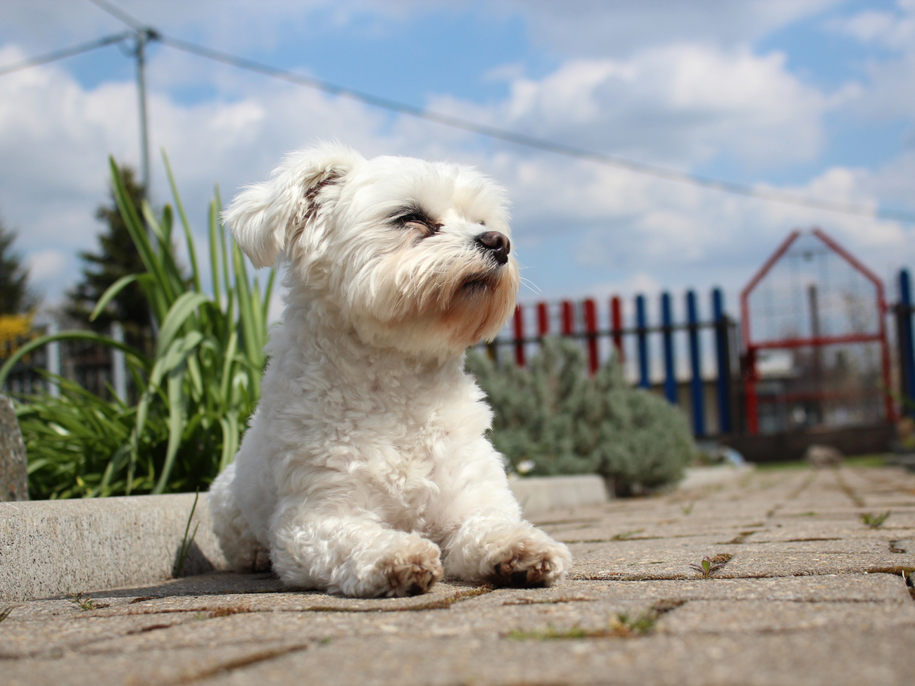 A Maltese dog laying on a patio
