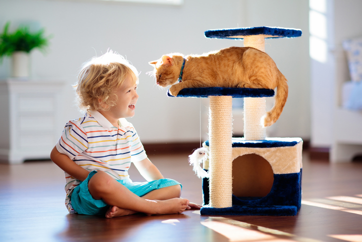 Cat with child playing