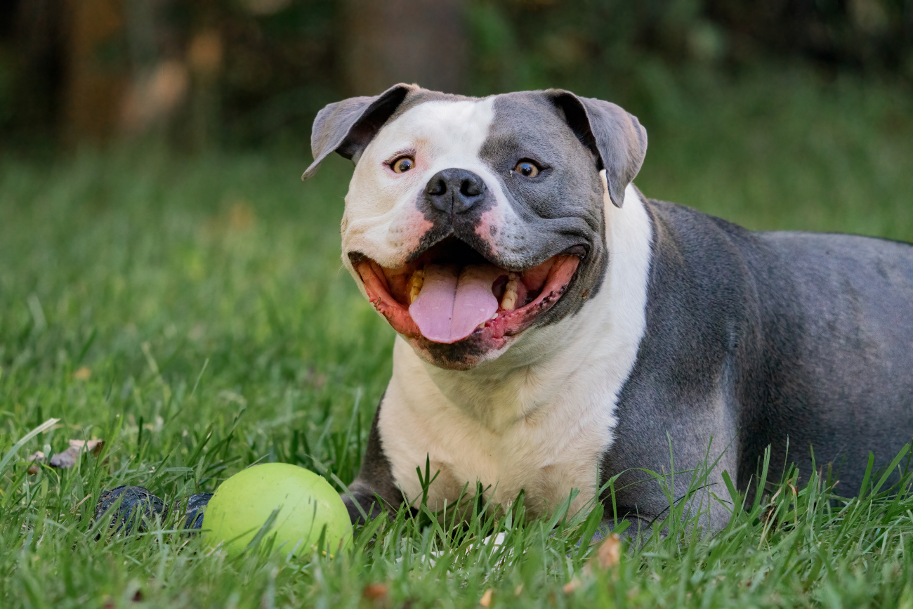 black and white american bully