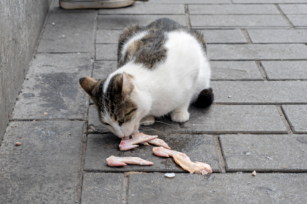 cat eating raw chicken off of the ground