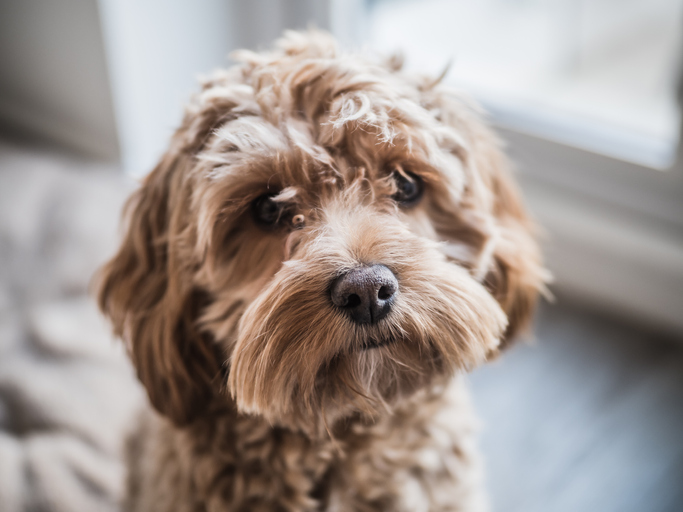 Cavapoo