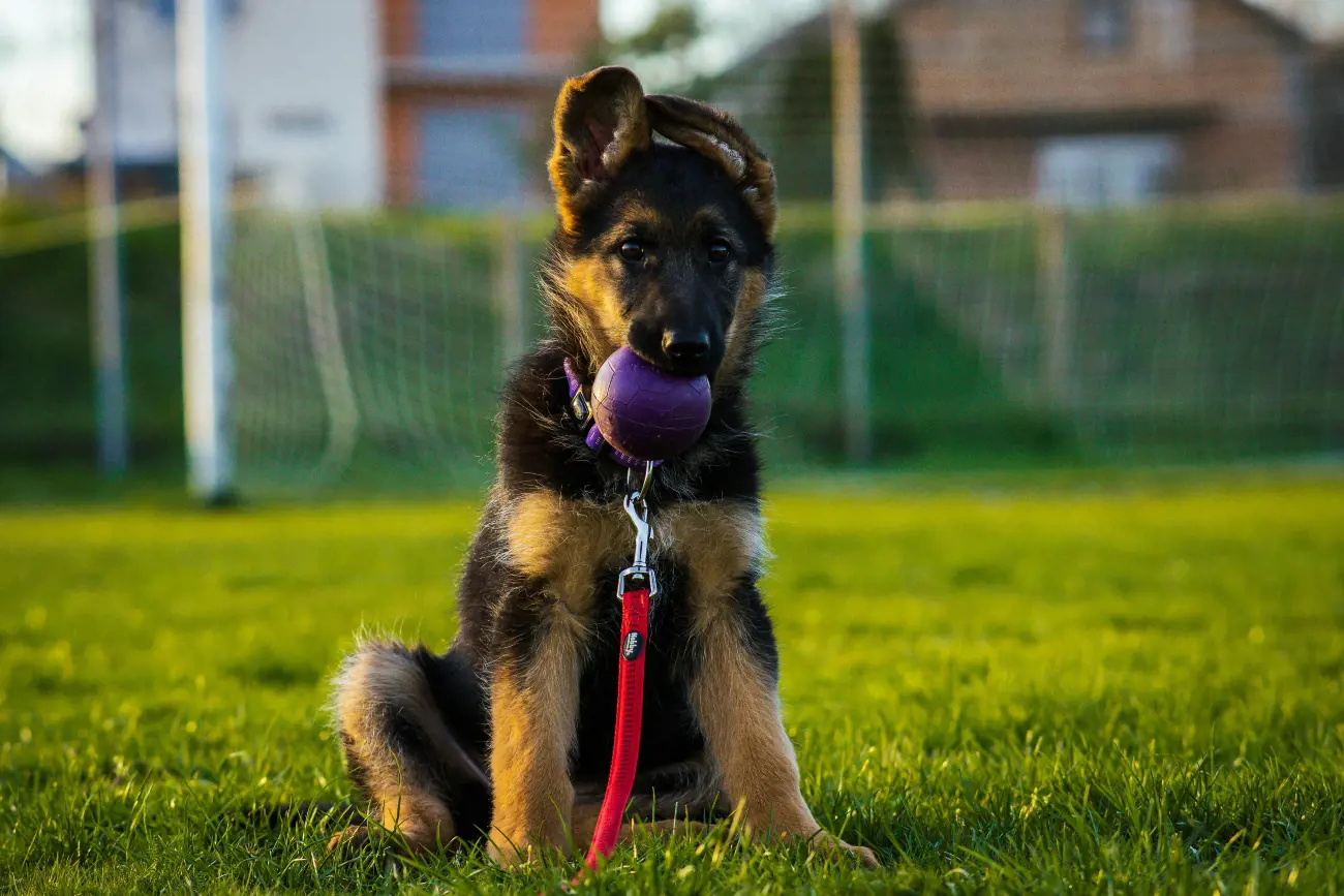 german shepherd pup holding a ball in their mouth