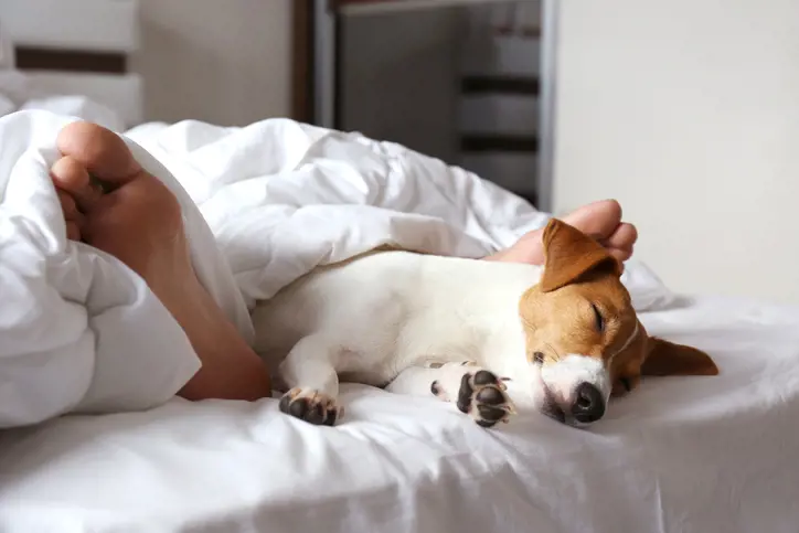 Relaxed dog on the bed