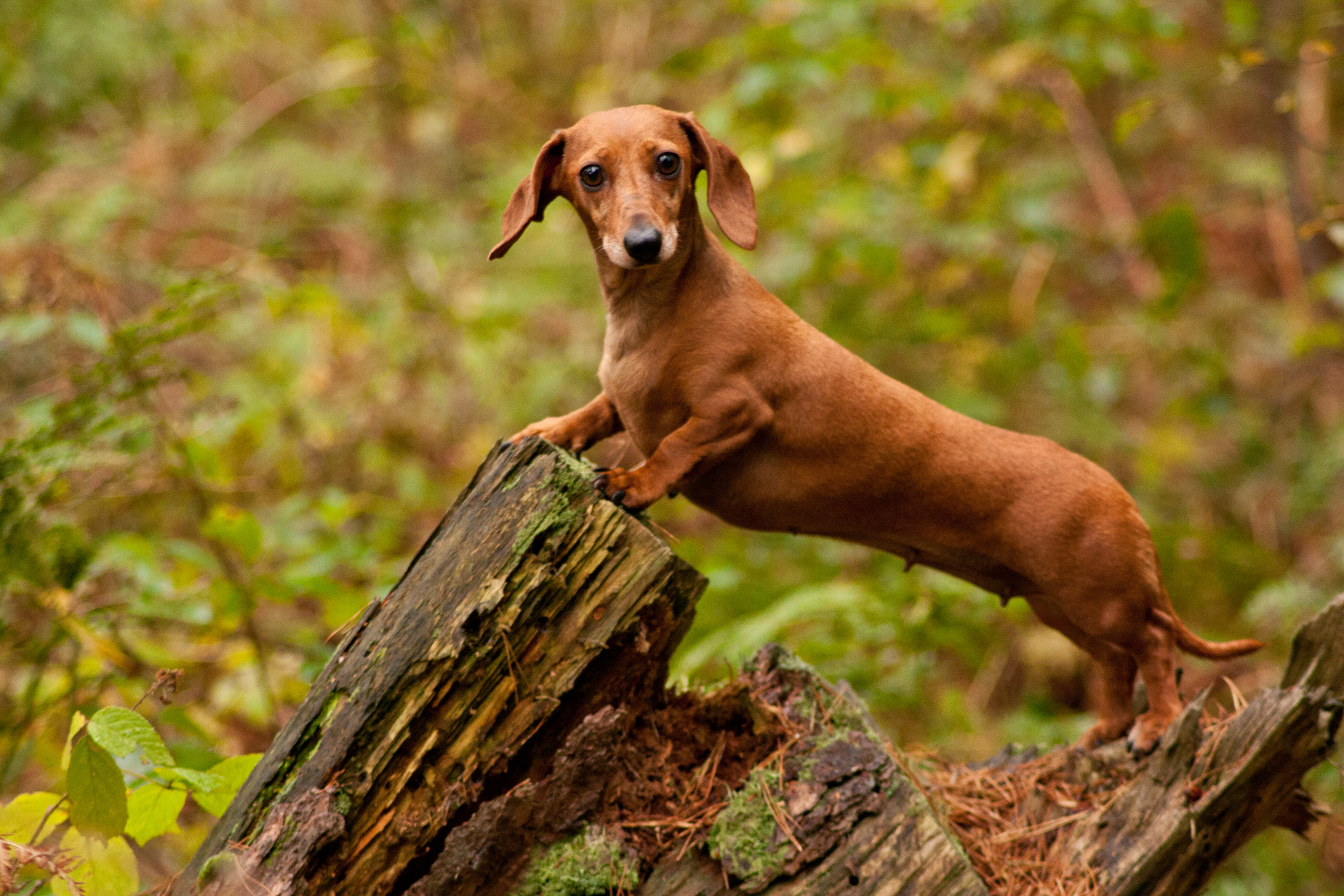 A sausage dog standing on a log in a woodland area