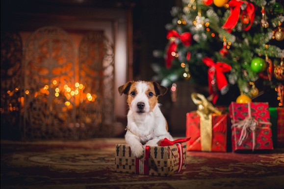Dog with present