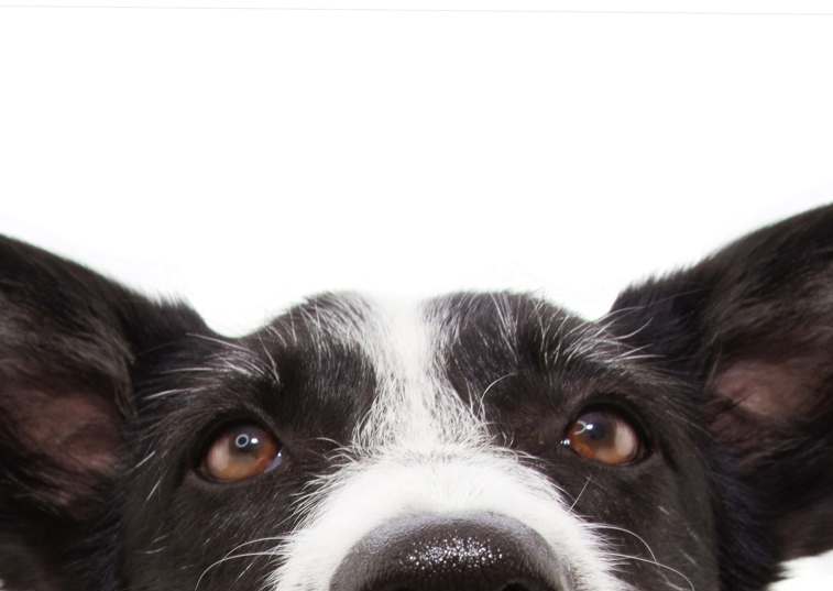 Dogs Face With Two Large Ears