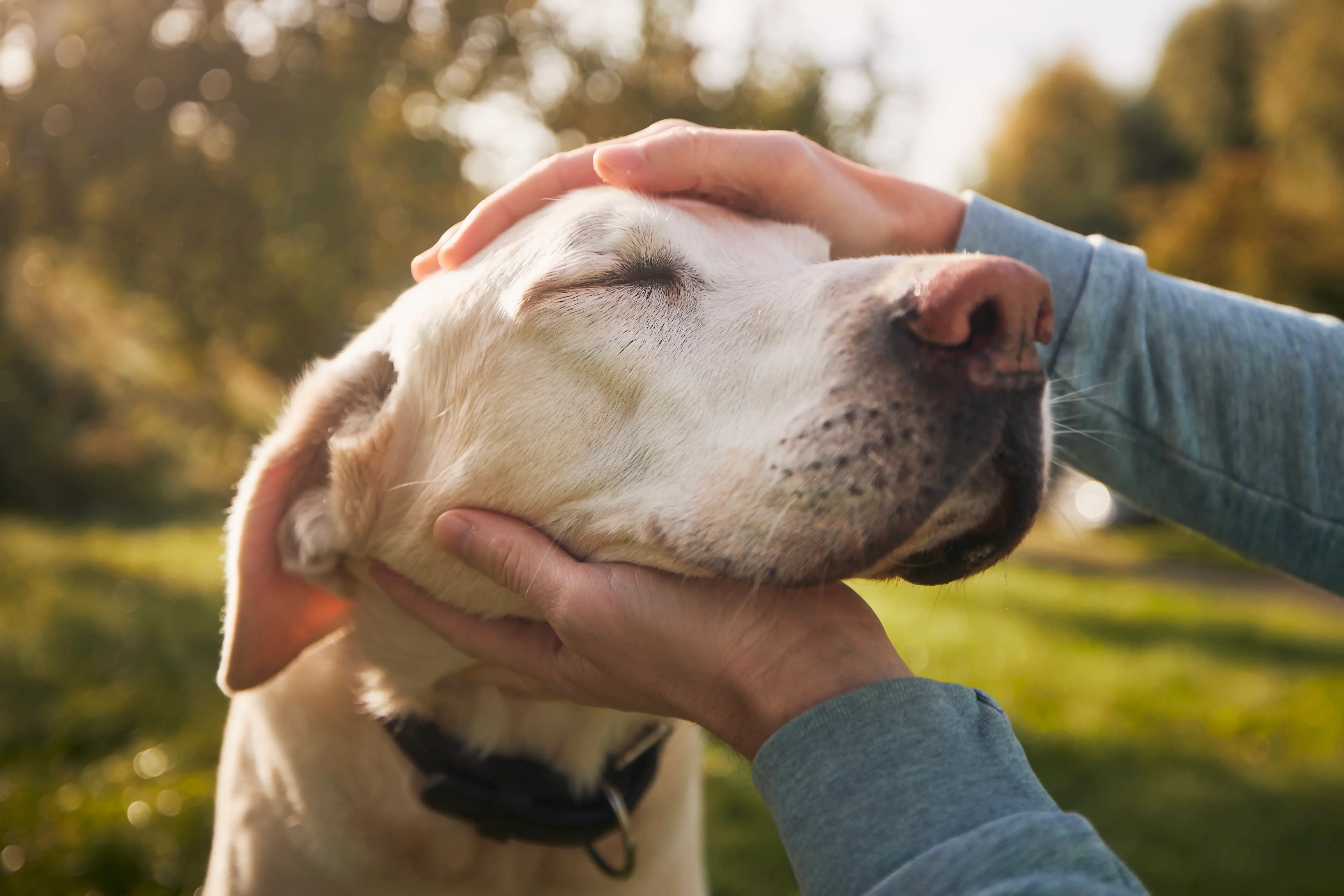 Happy Older Dog Being Petted