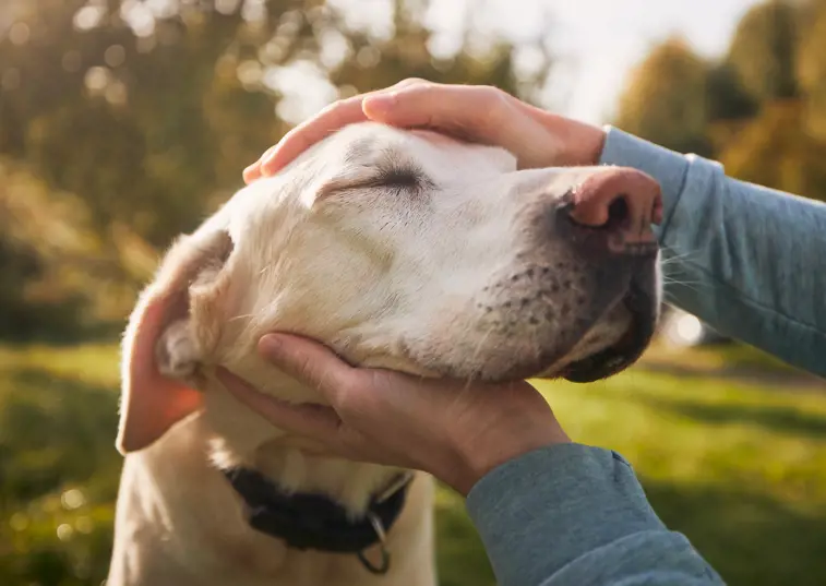 Happy Older Dog Being Petted