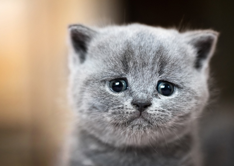Russian Blue kitten looking sadly at camera