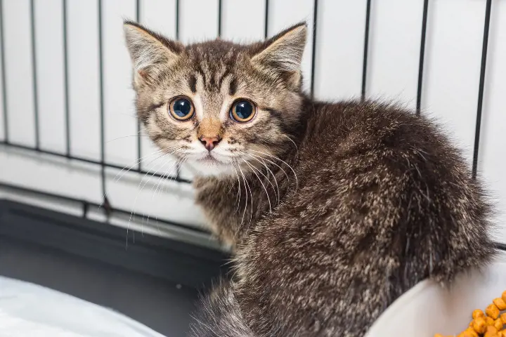 brown kitten with big eyes