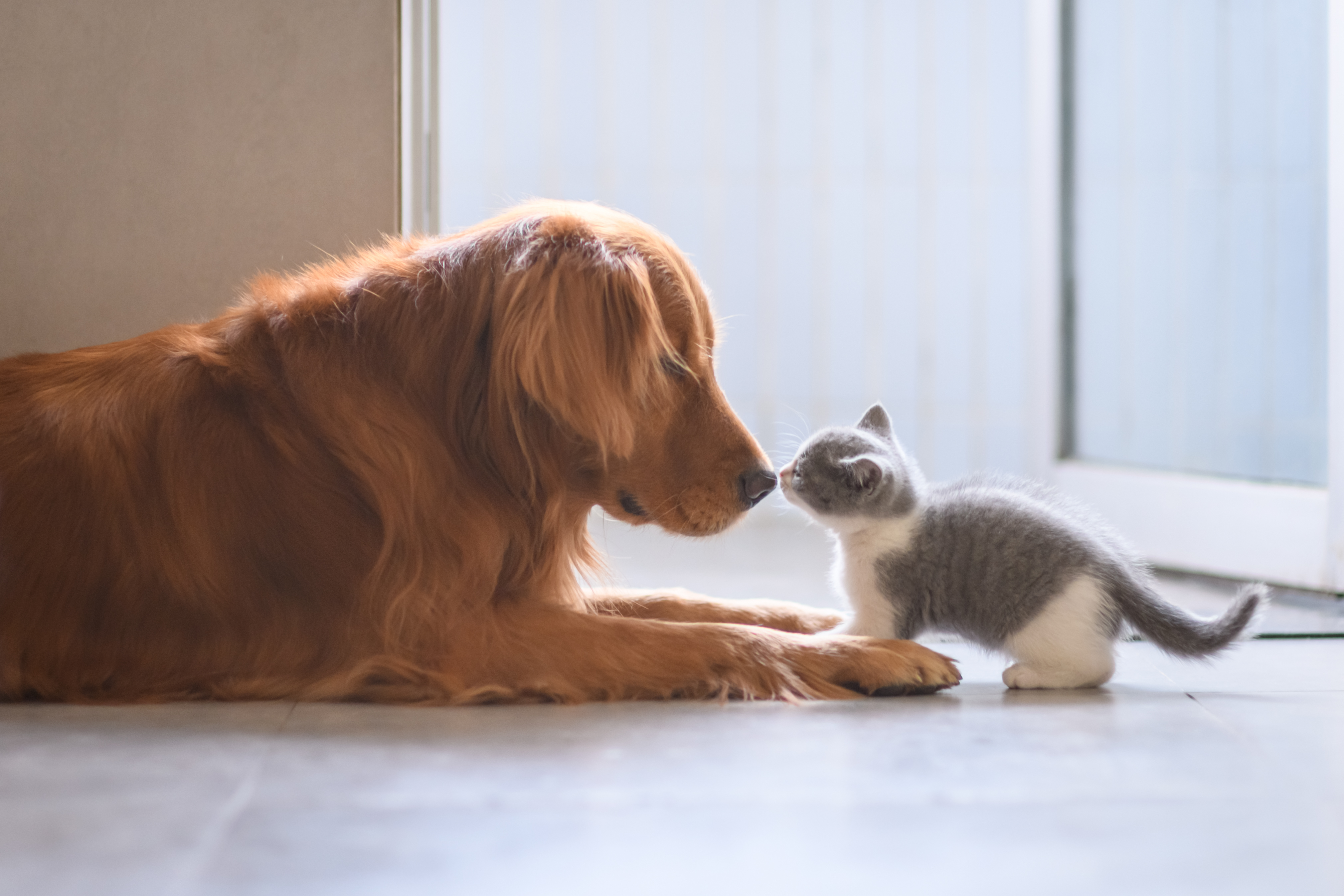A dog and a kitten meeting nose to nose in a kitchen