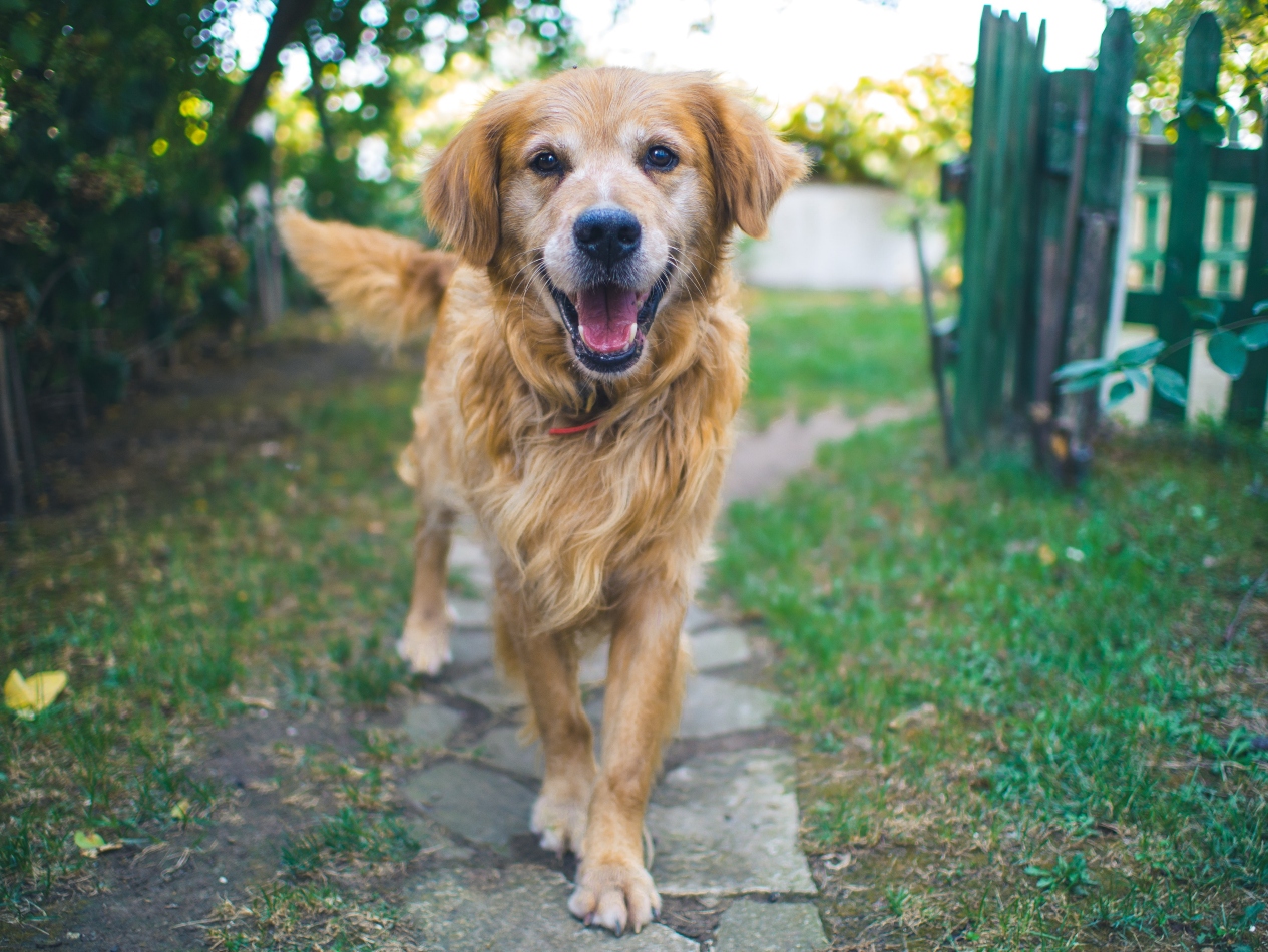 Epilepsy in dogs