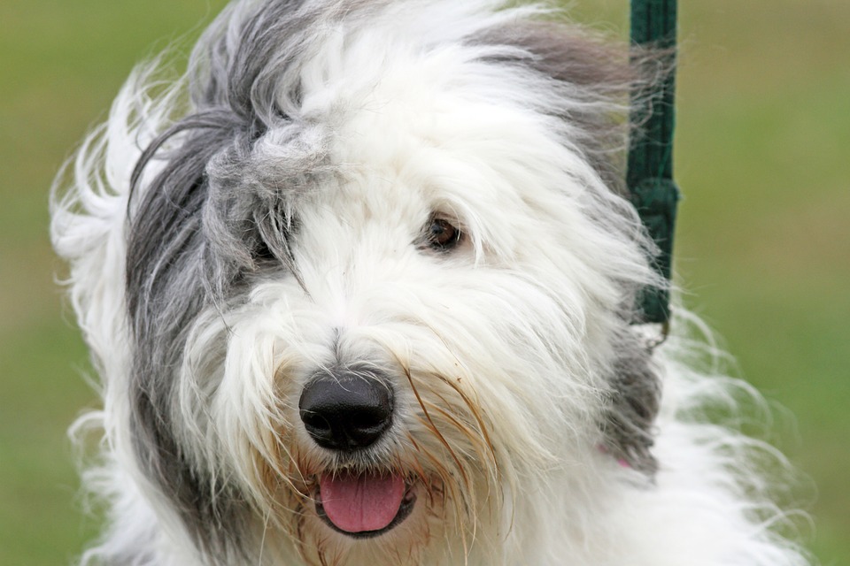 Am old English sheep dog out on a walk
