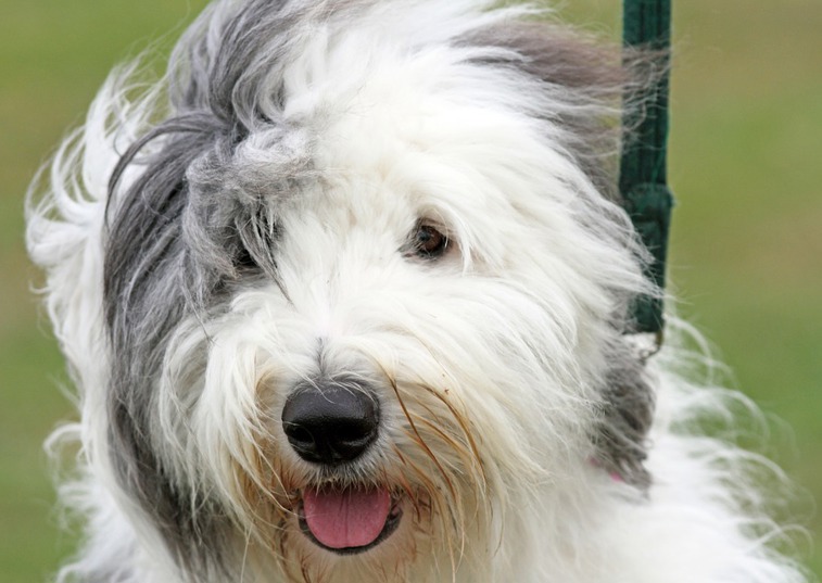 Dulux dogs 'facing extinction' as fashions change