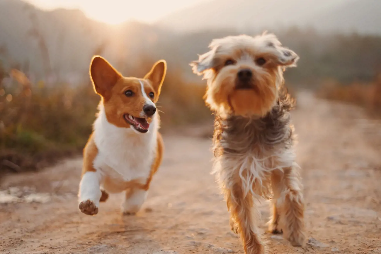 Two small dogs running on a dirt track in the sunshine