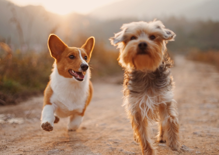 Two small dogs running on a dirt track in the sunshine