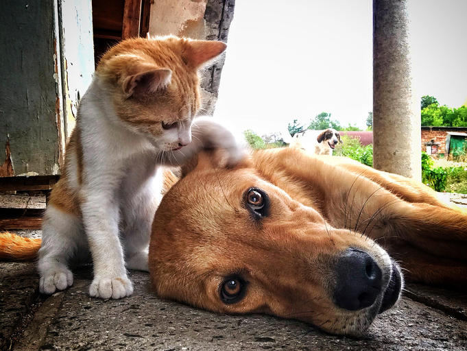 Dog & Cat Relationships  How to Get a Cat & Dog to Get Along