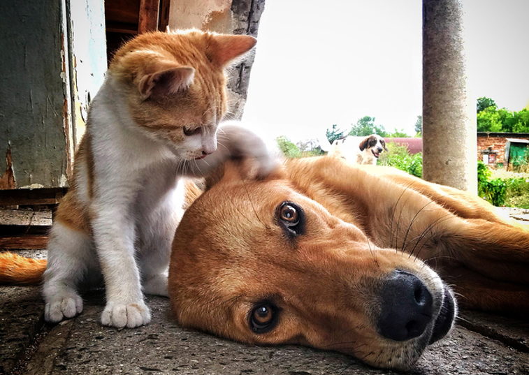 cat hitting dog