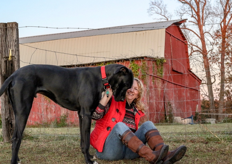 black great dane being stroked by owner