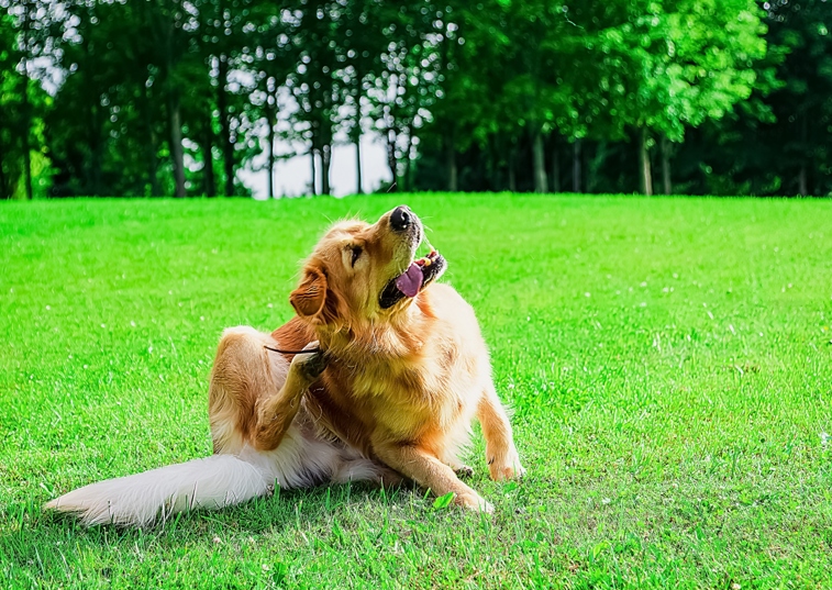 dog itching skin