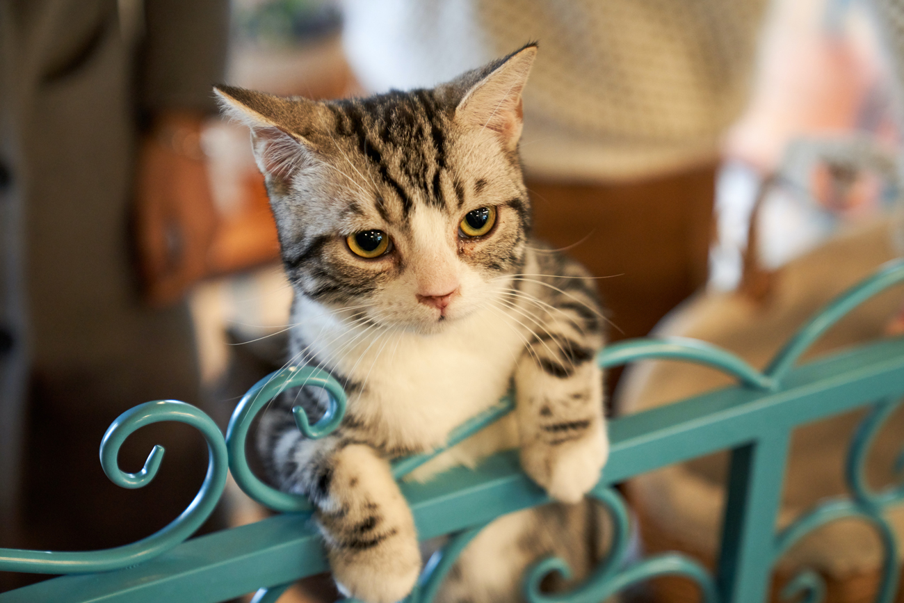 A cat with its paws over an indoor gate
