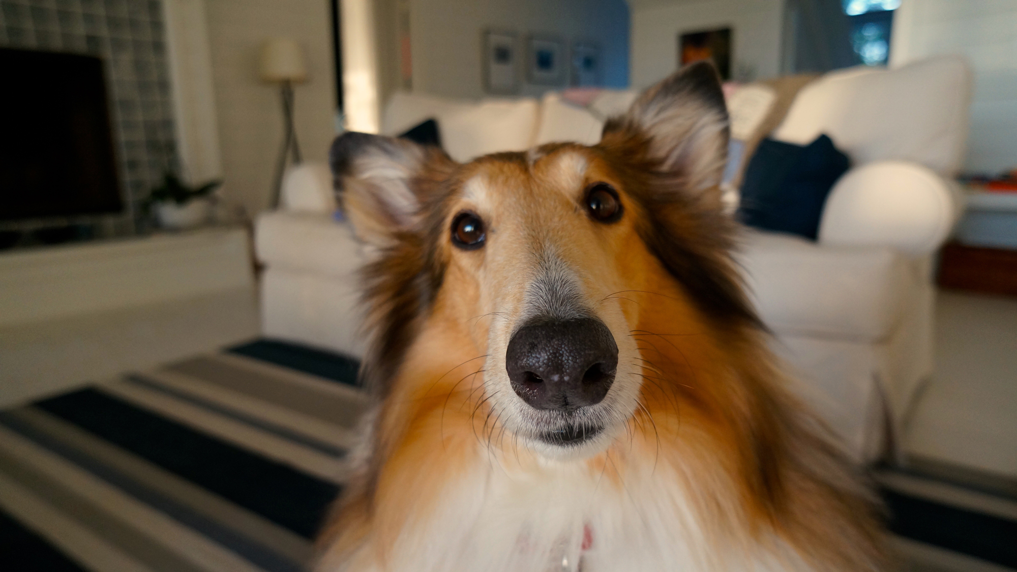 A fluffy dog sitting on its own in a living room